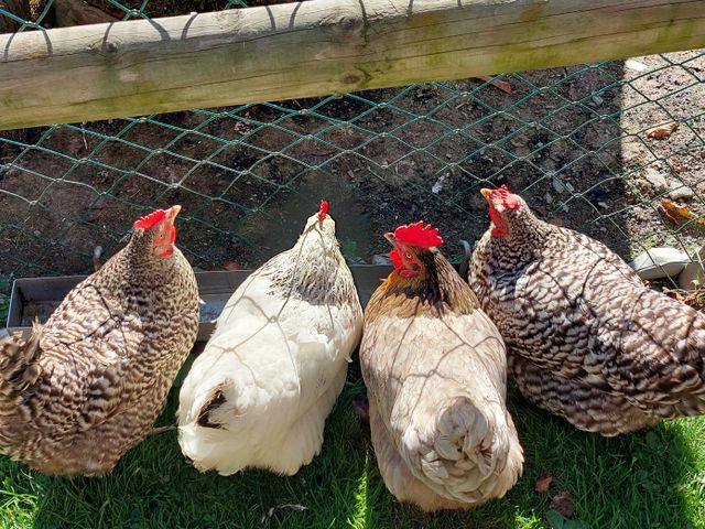 Ferienhaus Unterreithof